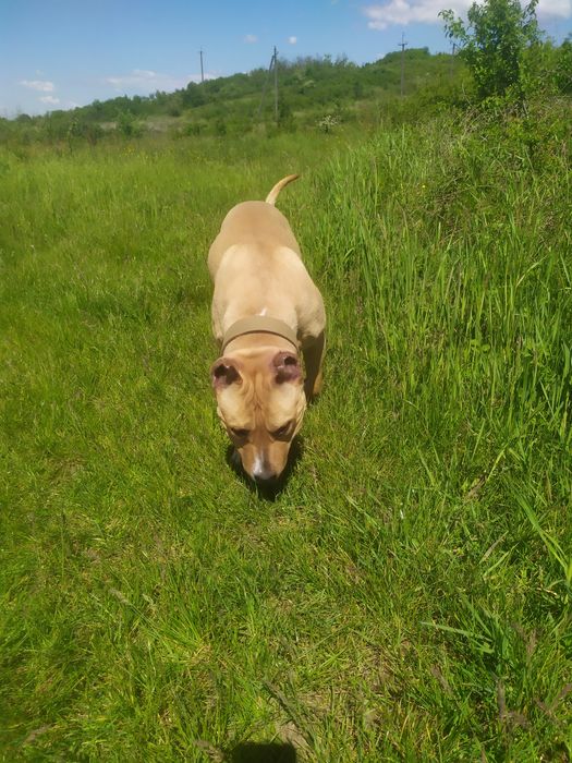 Вязка амстафа вік 2 звати Тайсон