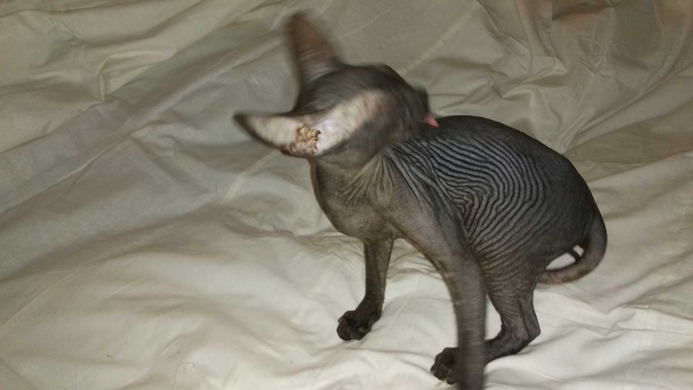 Кошеня (кішка) донського сфінкса • Котенок донского сфинкса • Sphynx