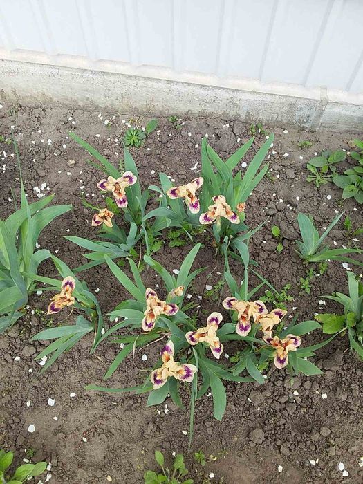 Ірис ранній карликовий бордюрний