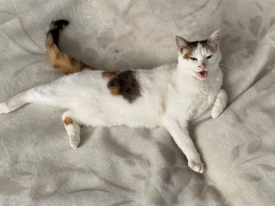 Віддаю у добрі руки кішку