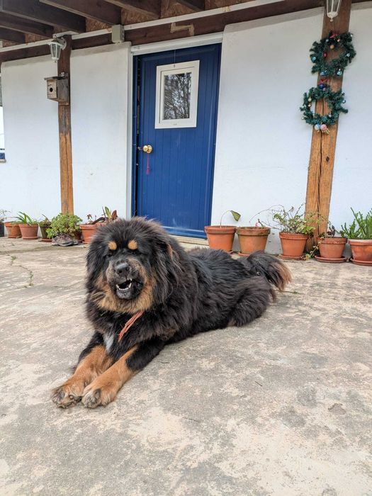 Mastim Tibetano cachorro