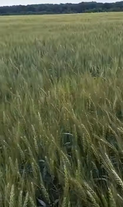 Продам землю пай