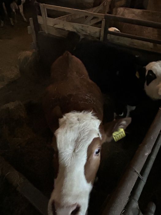 Sprzedam byka i jałówke