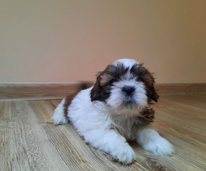 Suczka shih-tzu!