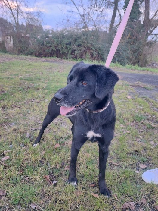 Cadelinha para adopção