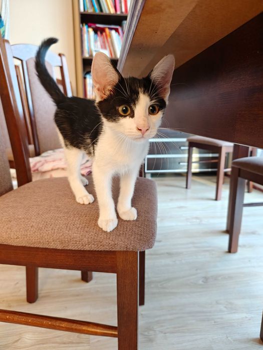 Pędzi na kolana i mruczy jak traktorek – adoptuj słodkiego Oreo!