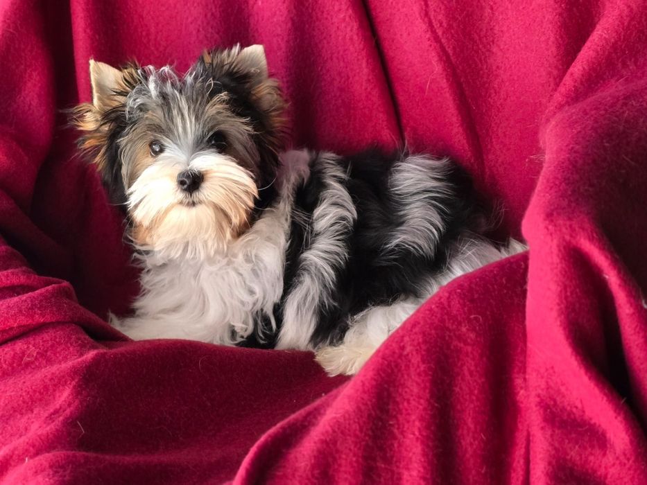 Piesek Yorkshire terrier biewer