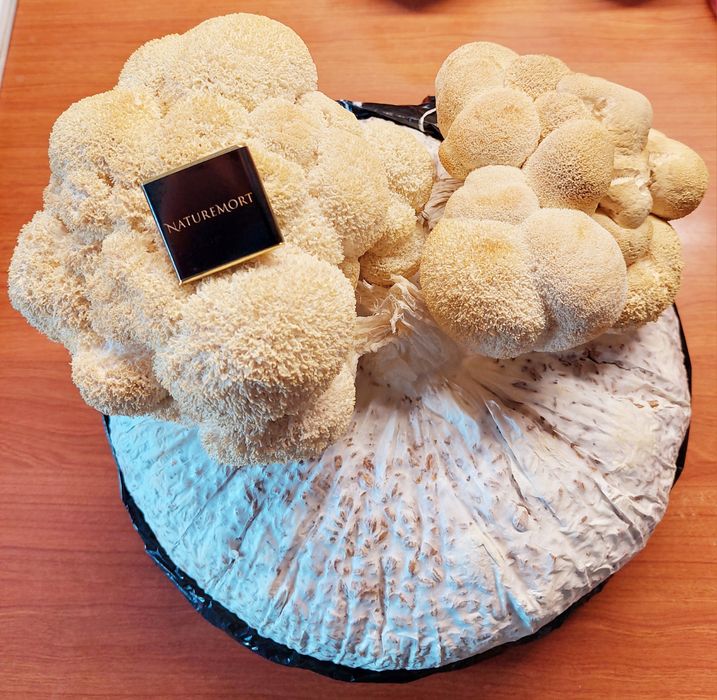 Ежовик гребенчатый капсулы/їжовик гребінчатий капсули