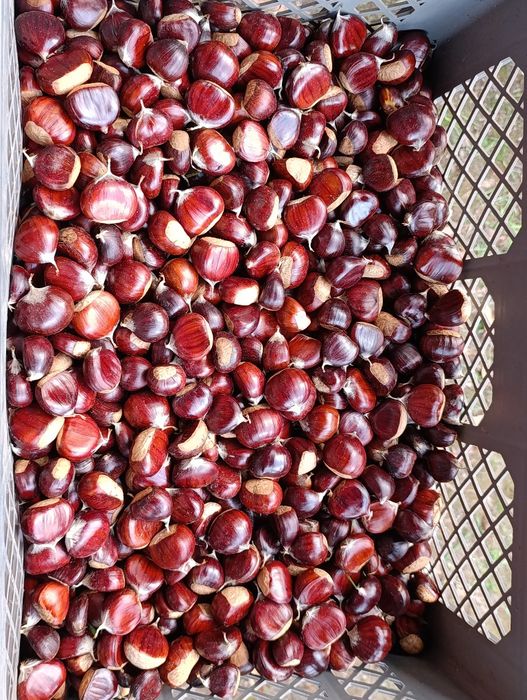 Castanhas  2.5/k