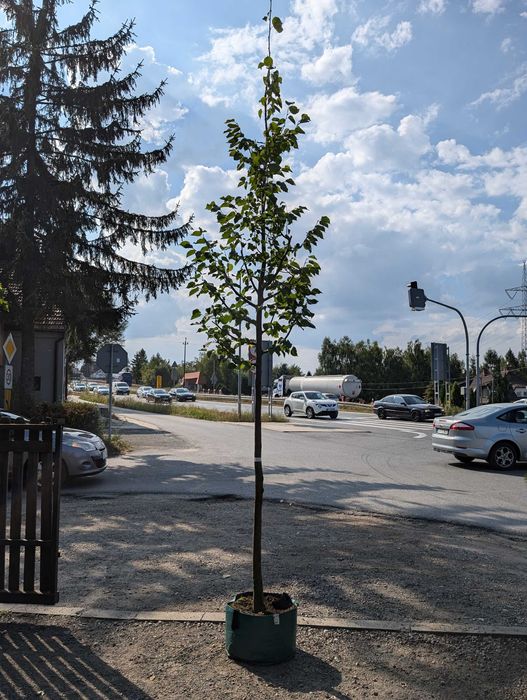 Lipa drobnolistna Greenspire i Rancho 16-18 cm