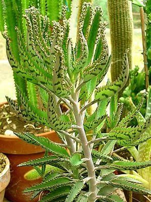 Cactos e suculentas
