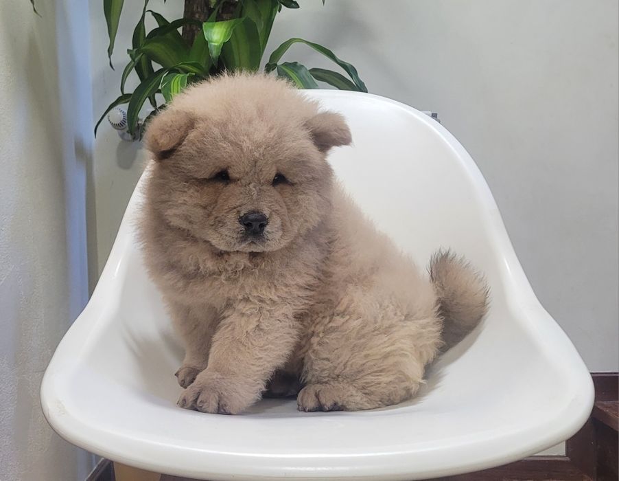 Chow chow macho bebé