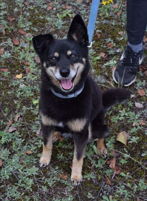 Mała i starsza sunia szuka domu