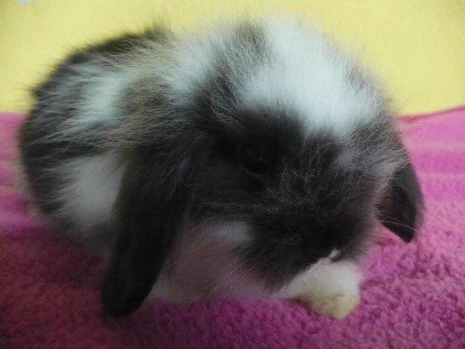 Królik miniaturowy Baranek