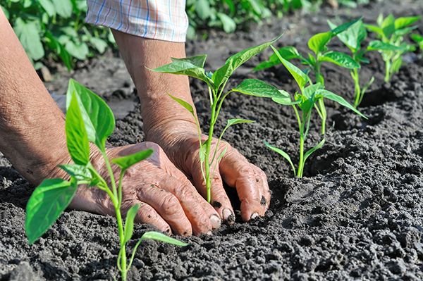 PLANTA Ziemia uniwersalna worek 80l do kwiatów i warzyw