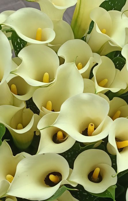 Каллы "Зантедеския эфиопская"