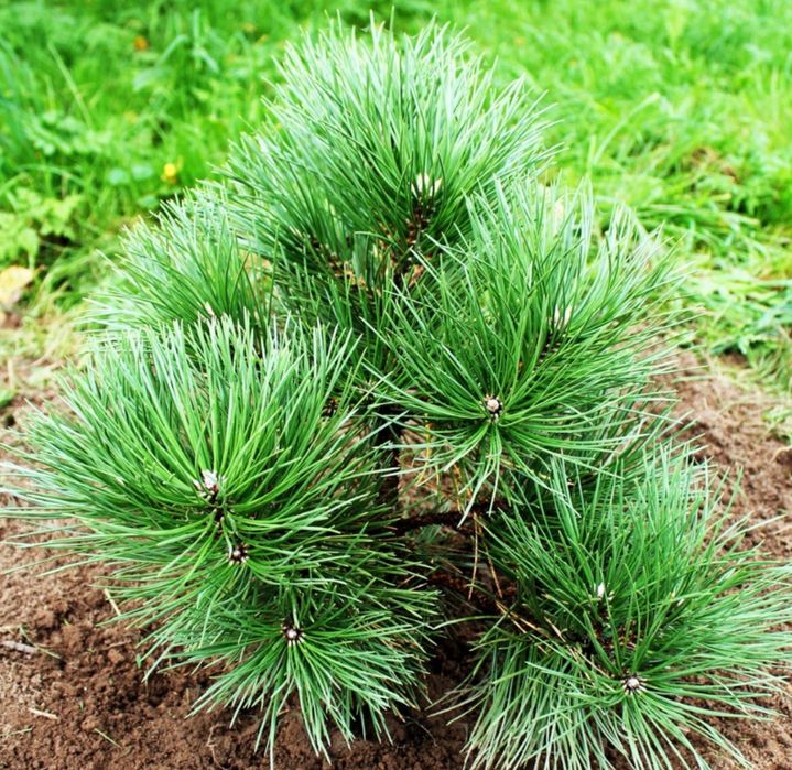 Карликова сосна , висота до 2 м