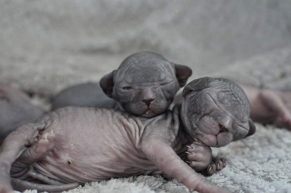 Łysy kot sfinks wcf