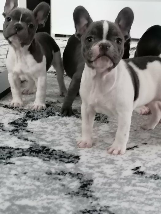 Buldog francuski pies biało-niebieski