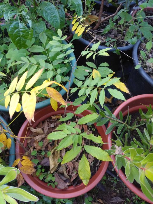 Equisetum (Cavalinha)