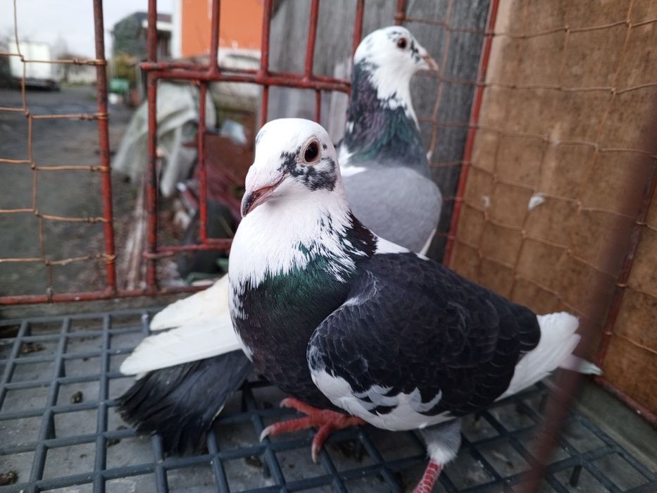 Gołębie pocztowe para pstre ptaki gołębie ozdobne