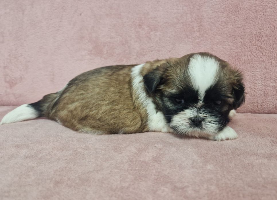 Rezerwacja sunia Shih-Tzu