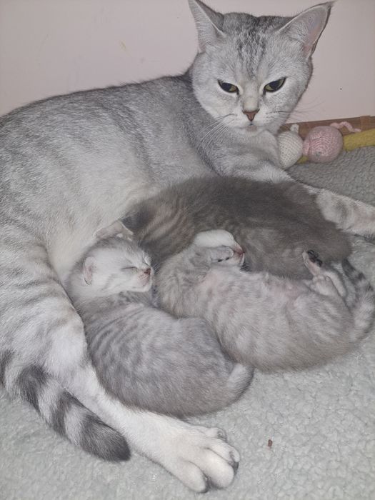 Кошенята срібної шиншили