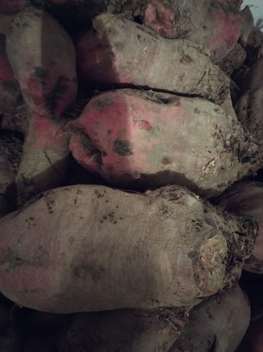 Buraki pastewne czerwone