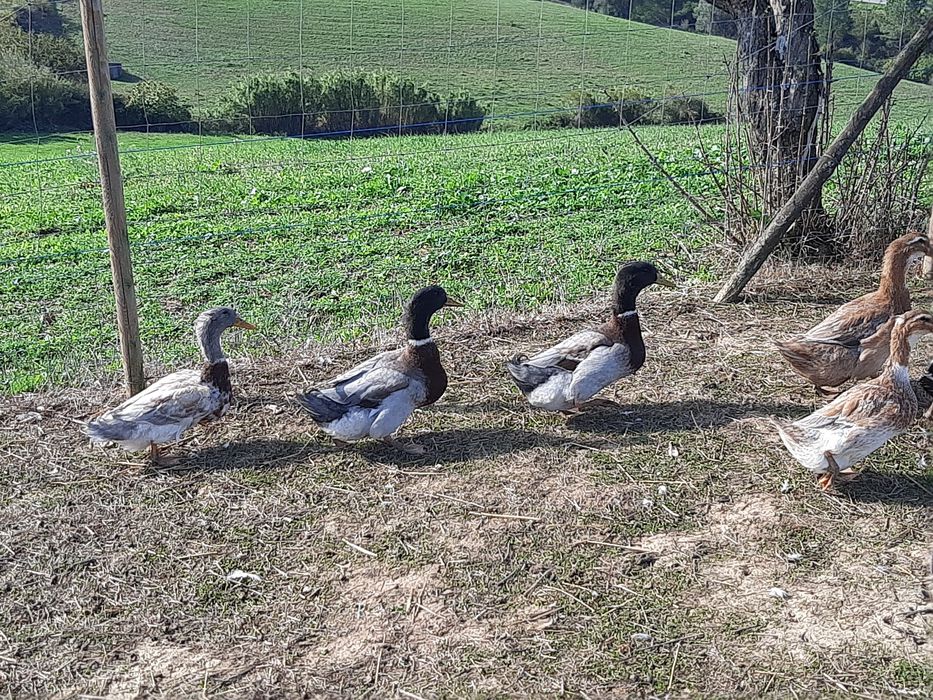 OVOS Patos ROUEN SAXONY