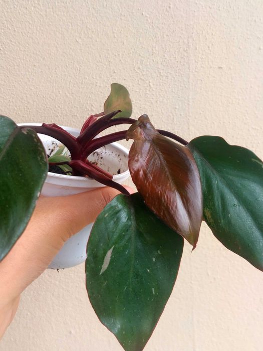 Planta Philodendron Pink Princess