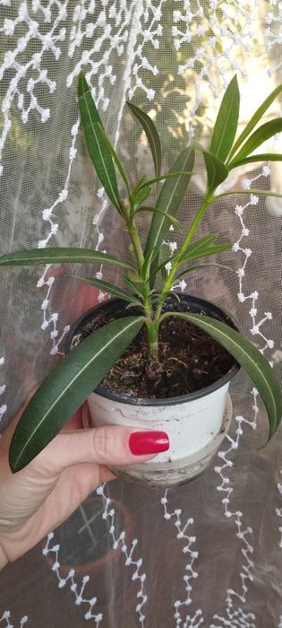 Олеандр цвет розовый