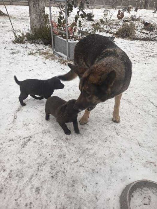 Szczeniaki szukają domów.