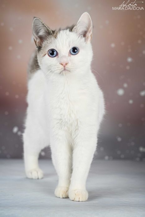 красивый котенок манчкин лонг