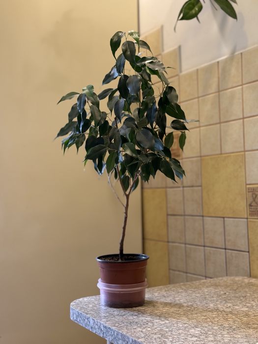 ФІКУС Бенджаміна кімнатна рослина! Сформований вазон висотою 85 см