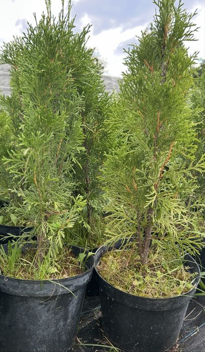 Thuja smaragd doniczka 60 cm