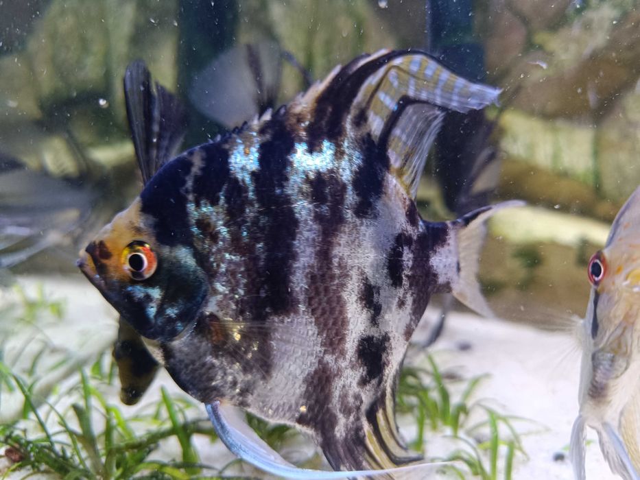 Skalar rybka akwariowa