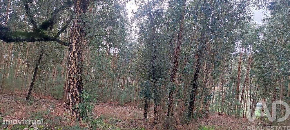 Terreno Agrícola em Bela