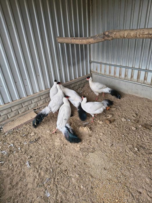 Bażanty uszaki z własnej hodowli