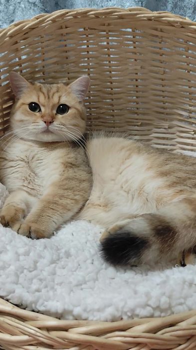 Британська золота шиншила прямовухі хлопчик дівчинка