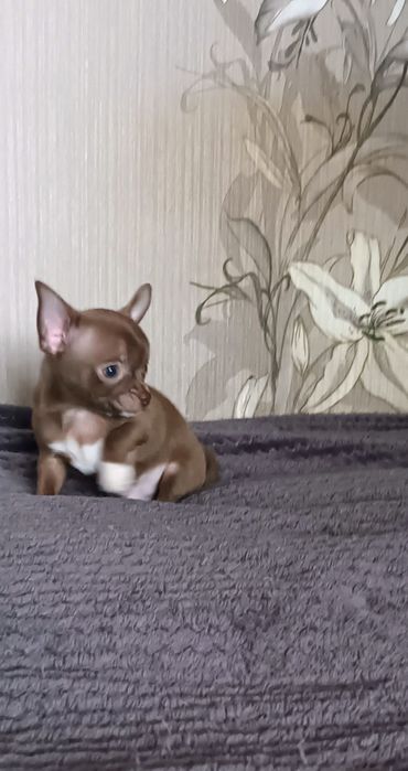 Chihuahua krótkowłosa