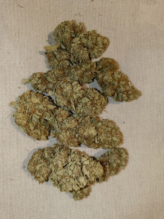 Vanilla Ice susz CBG 20g CBD konopi