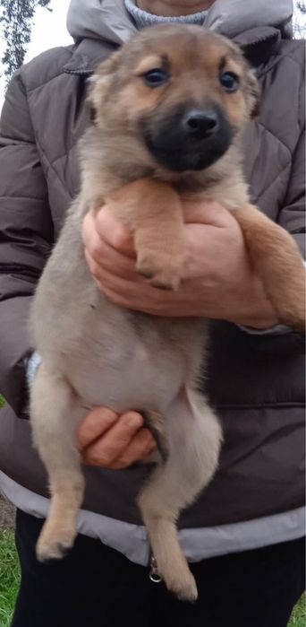 Цуцентяка шукають дім