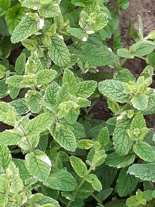 Мята - гарні сорти