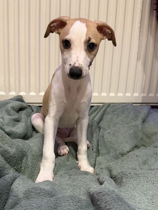 Whippet samiec Himiros EVEREST