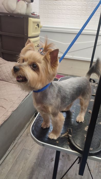 Ищу моделей на груминг 

Я начинающий грумер.
Работала в салоне 9