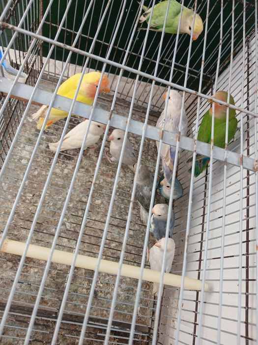10 Agapornis novos 2026 só  vendo  em conjunto  180 euros todos individual 25 cada