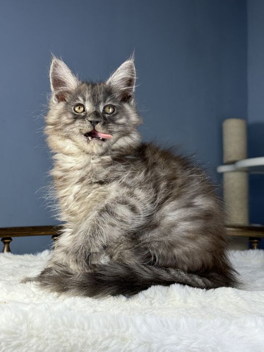 Мальчик черный дым крупный мейн кун 2 месяца