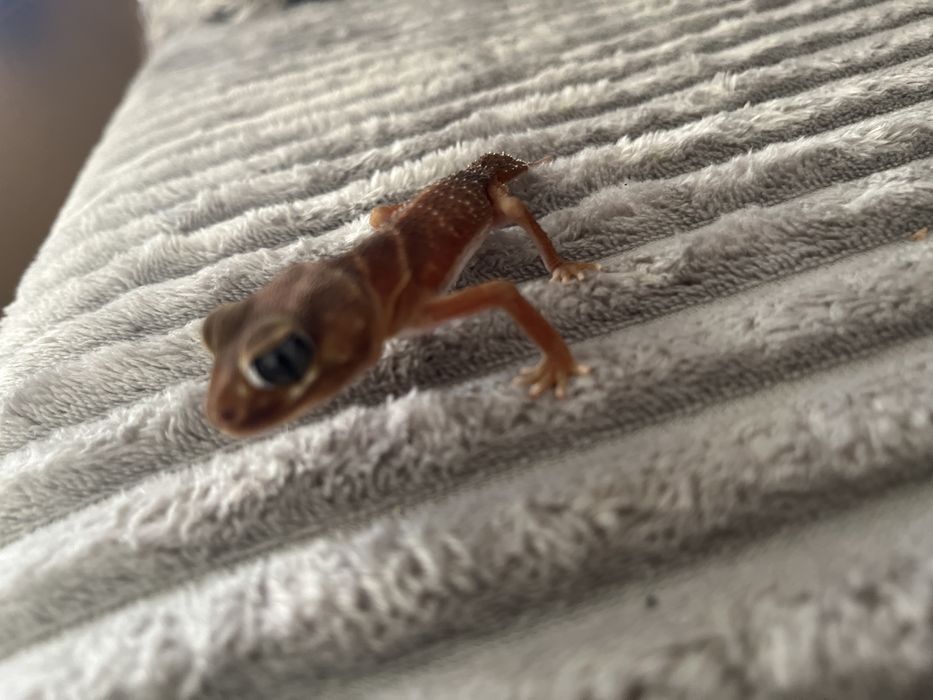 Nephurus Levis gad