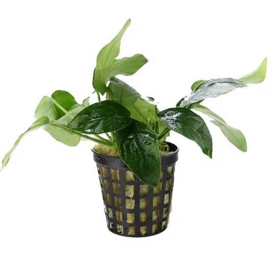 Anubias Nana/ Rośliny akwariowe w koszyczkach