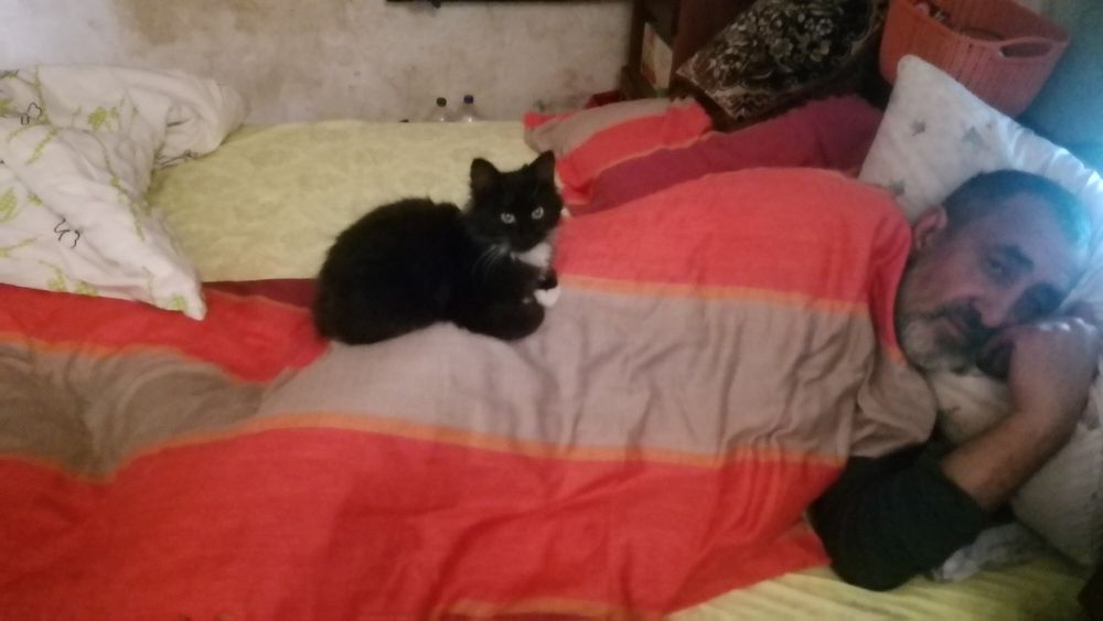 Віддам котика на перетримку